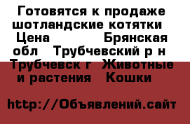 Готовятся к продаже шотландские котятки › Цена ­ 1 500 - Брянская обл., Трубчевский р-н, Трубчевск г. Животные и растения » Кошки   